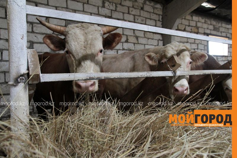 В Казахстане увеличится рост производства говядины на 40%