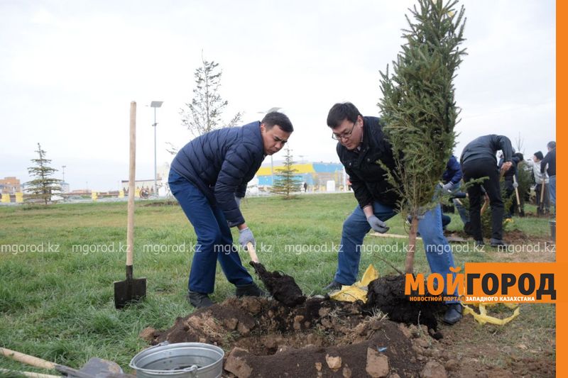 Орал қаласында жаңа алаңға жас көшеттер отырғызылды