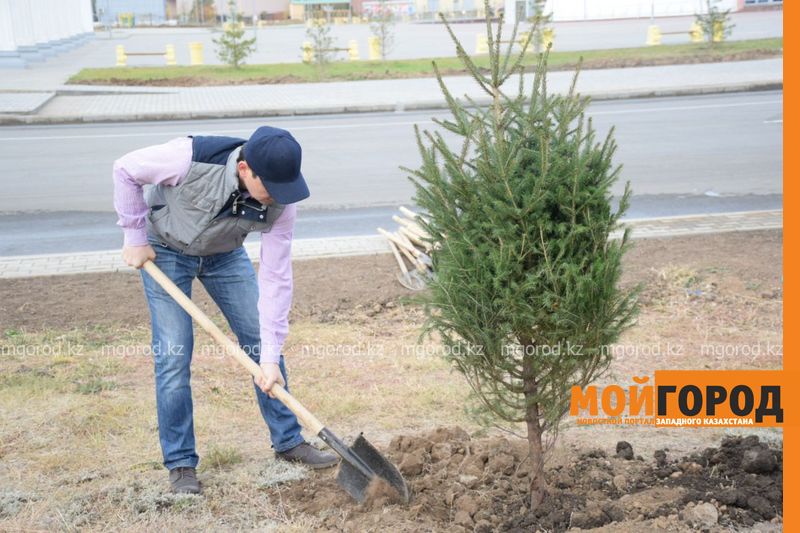 В Уральске посадят 10 тысяч деревьев
