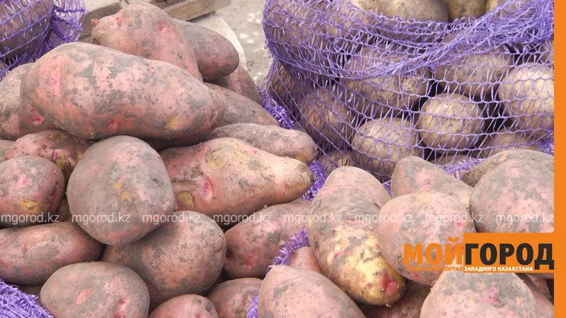 Цены на картофель повысились до 130 тенге за килограмм в Уральске