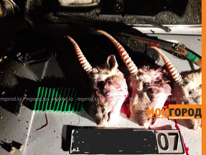 В ЗКО задержали браконьеров с сайгачьими рогами