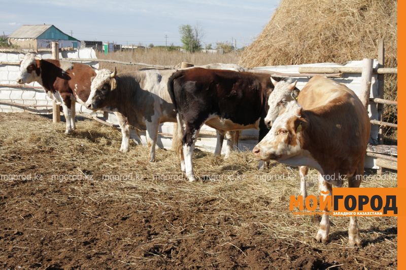 В селах Казахстана развивается кооперация