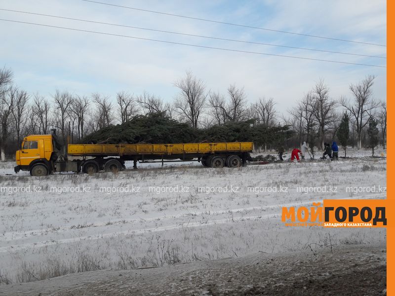 Хвойную аллею высаживают вдоль трассы на аэропорт в Уральске