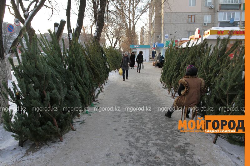 Продавцы елок в Уральске жалуются на плохую торговлю