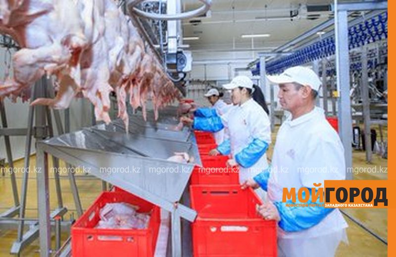 В ЗКО открыли новую птицефабрику