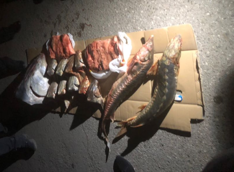 В Атырау задежан перевозчик осетрины и тюленьего мяса