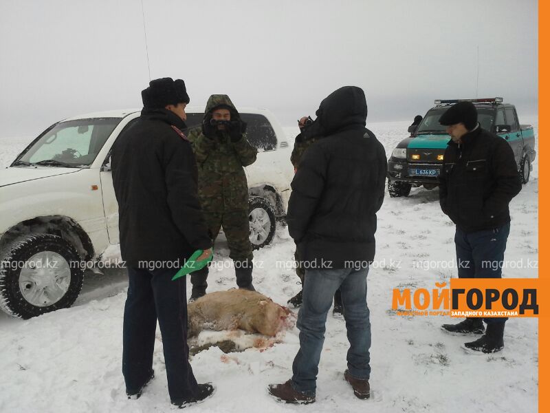 За незаконную охоту и хранение боеприпасов три уголовных дела завели в Актюбинской области