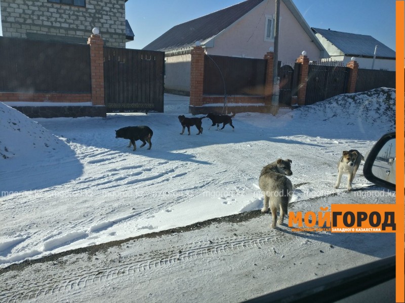 27 миллионов тенге выделено на отстрел бродячих собак в Атырау
