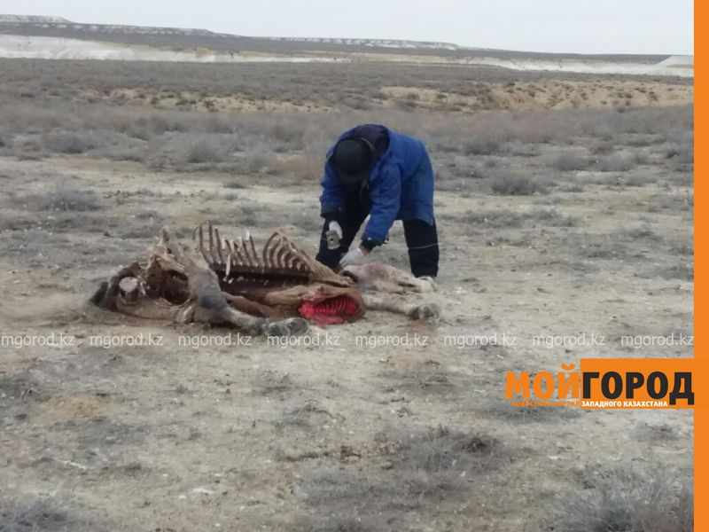 Из-за бешенства у верблюдов и лошадей в селе Мангистауской области объявлен карантин