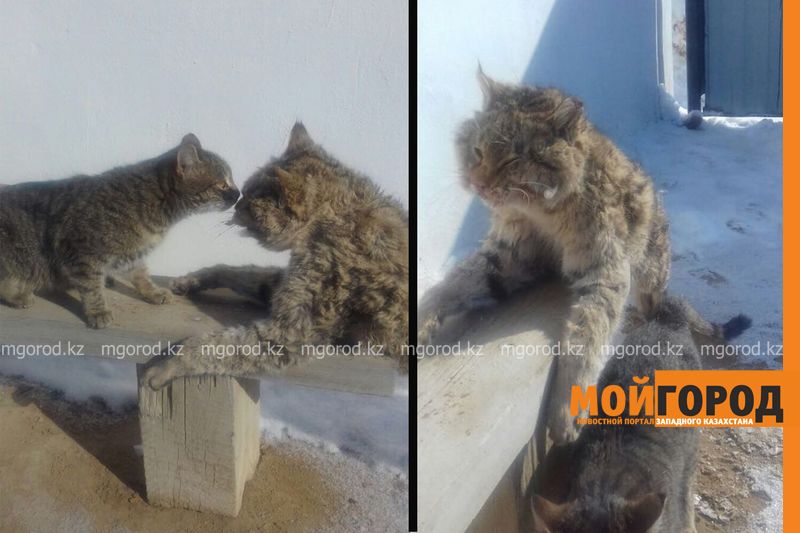 В Актюбинской области обнаружили бешенство еще у одной кошки