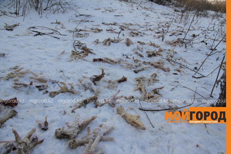 Тысячи куриных лапок разбросали вдоль дороги в Уральске (фото, видео)