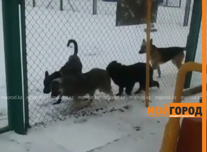 В Атырау стая бродячих собак напугала учеников у ворот школы