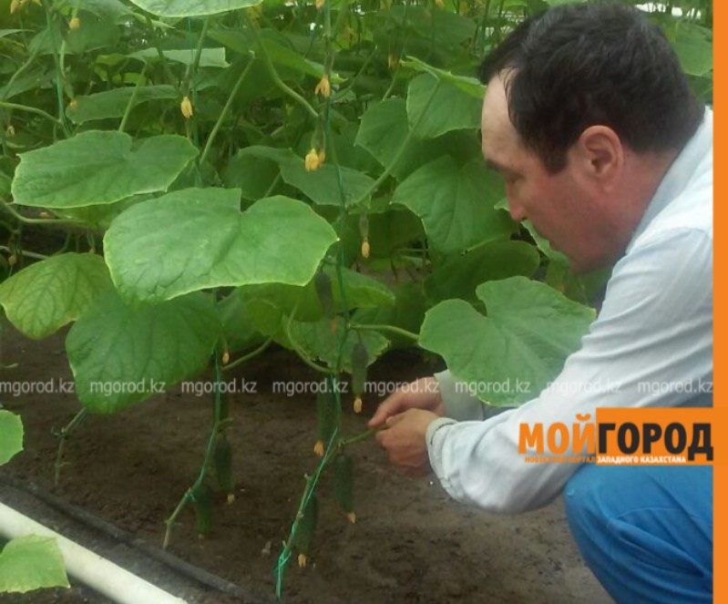 Первый урожай огурцов собирает участник проекта «Бастау» в Атырау