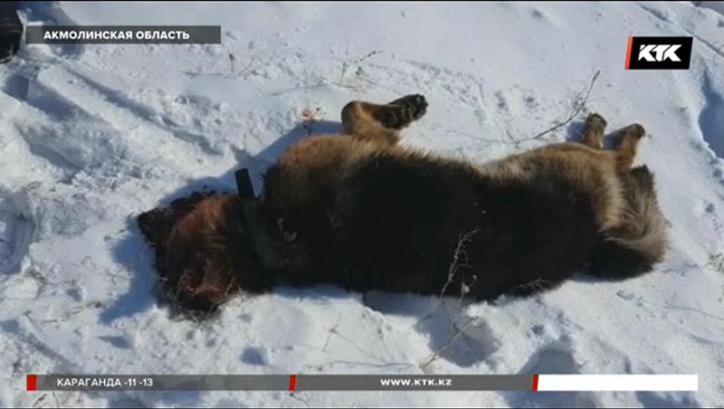 В Акмолинской области овчарка насмерть загрызла ребенка