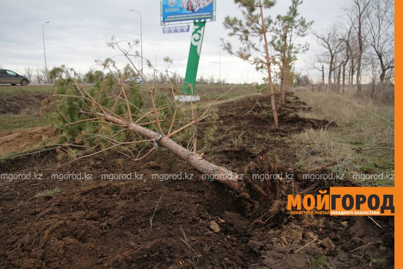 Жители Уральска пожаловались на сваленные вдоль дороги сосны