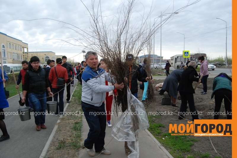 В Атырау в ходе общегородского субботника высадят 2500 саженцев
