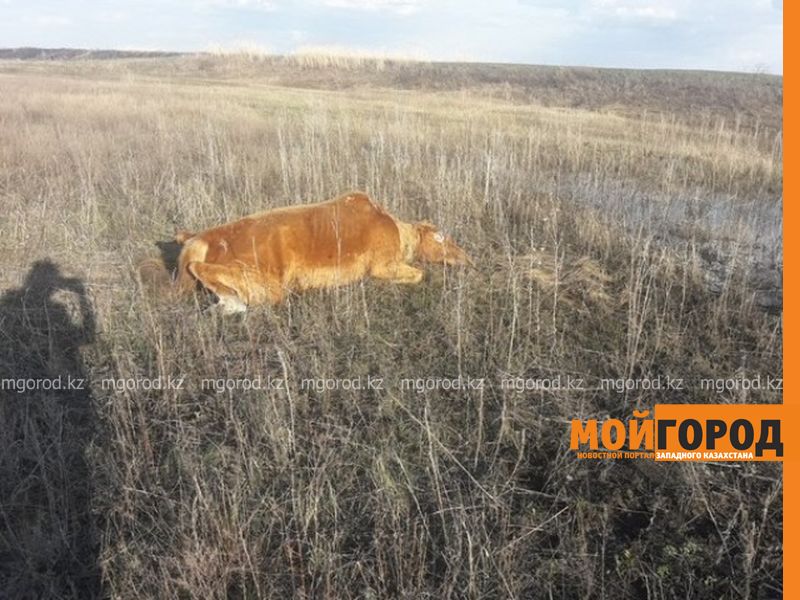 Туши мертвых животных лежат у водоема в ЗКО