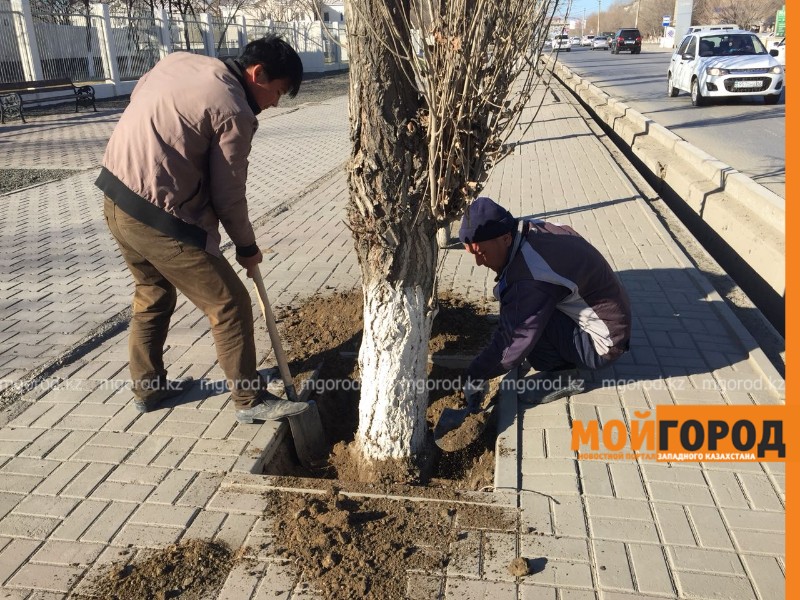 В центре Атырау вдоль дороги рабочие выкорчевывают деревья