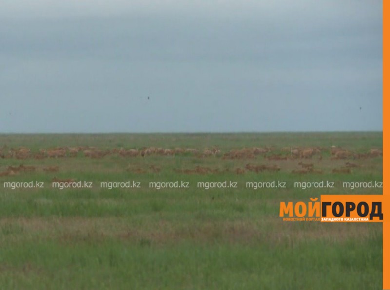 500 голов сайги обнаружено на территории Атырауской области (видео)