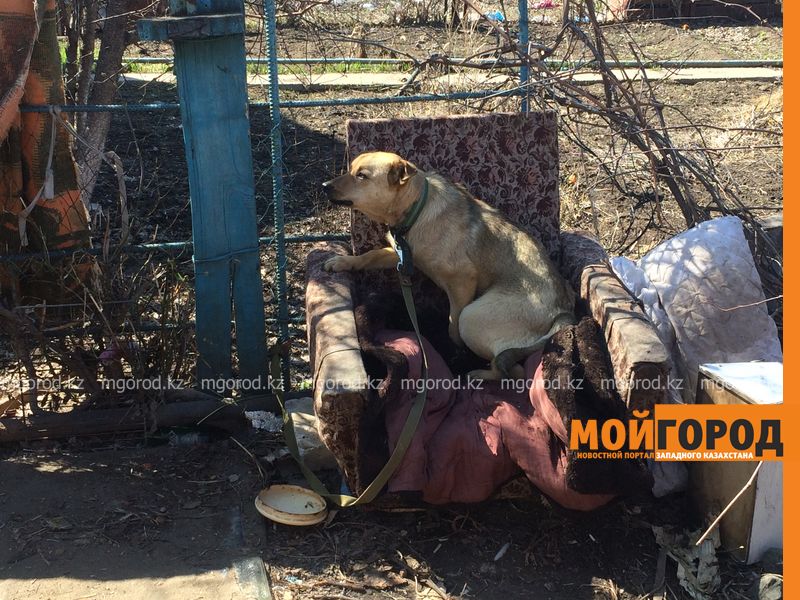 В Уральске собак отстреливают на глазах у детей