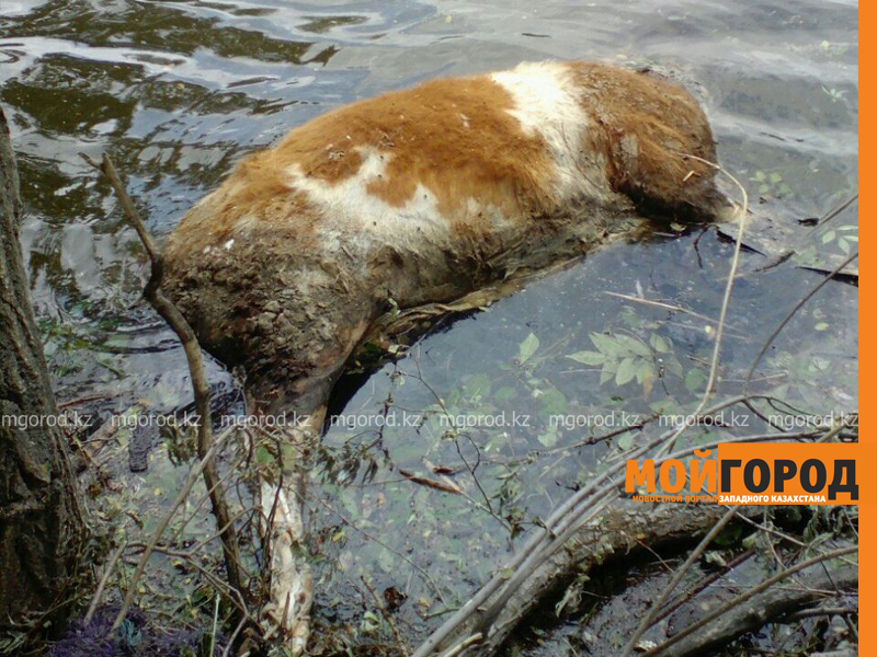 Жителей ЗКО возмутила туша коровы, плавающая в реке