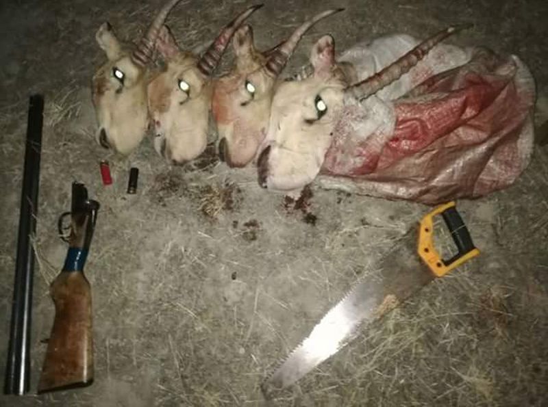 В ЗКО задержали браконьеров с отпиленными головами сайги
