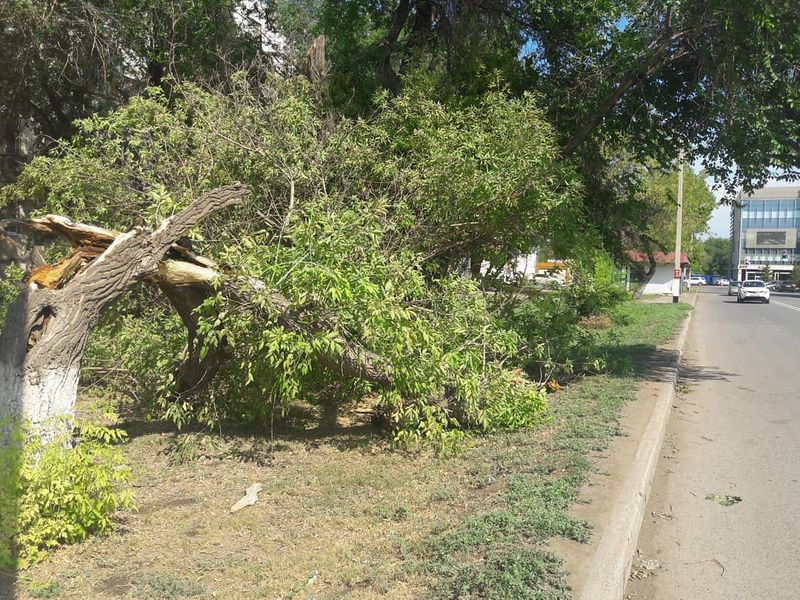 В Уральске во время урагана повалило 23 дерева