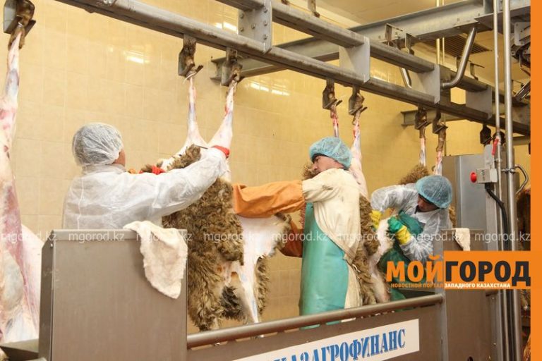 Завод по производству свежеохлажденной ягнятины в ЗКО закрылся из-за долгов