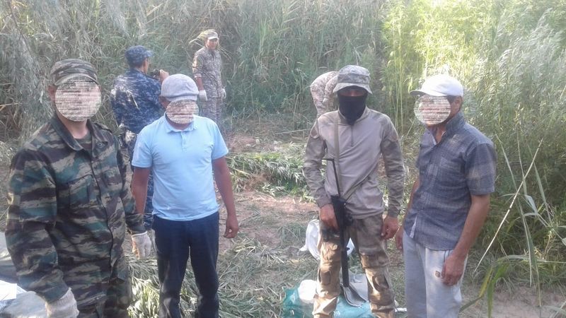 В Актюбинской области изъято 1356 кустов конопли