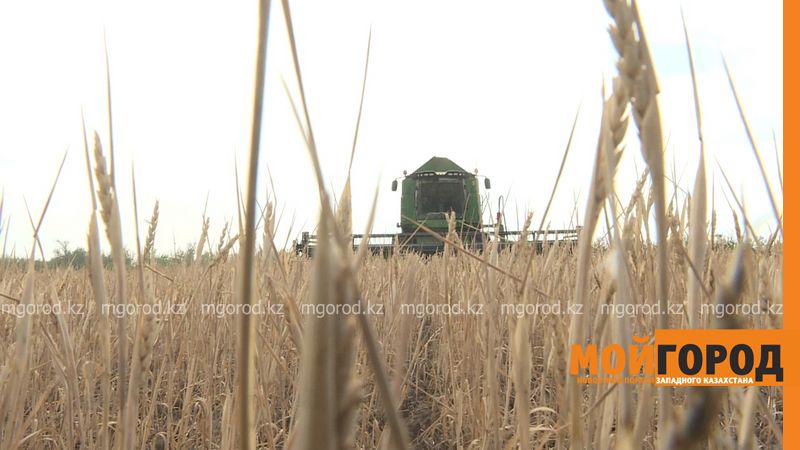 В ЗКО собрали 47 тысяч тонн озимой пшеницы