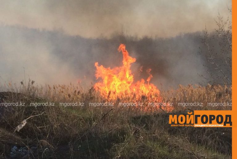 Более 80 гектаров леса сгорело в ЗКО