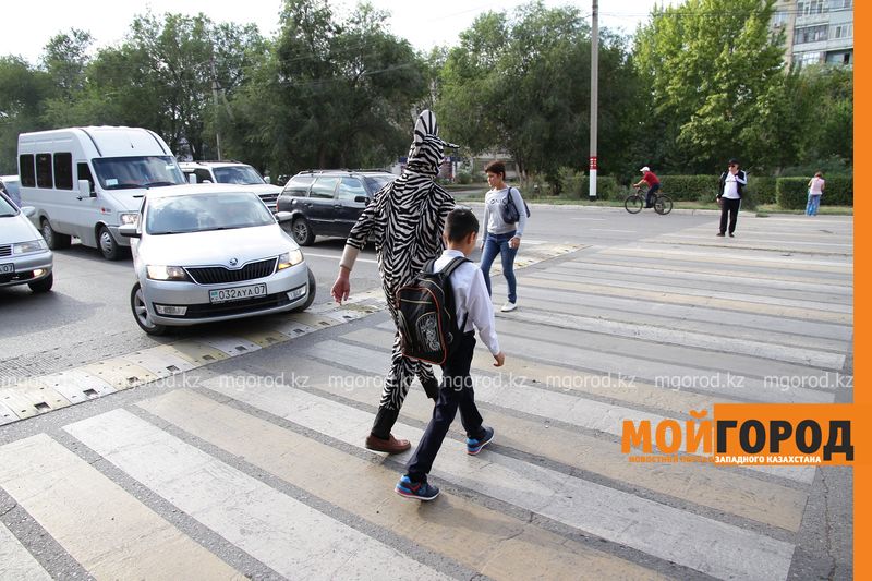 В ЗКО зебра переводила детей через «зебру»