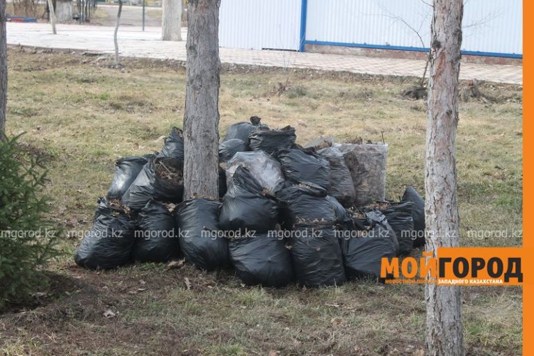 В Уральске высадят более 2 тысяч саженцев во время субботников
