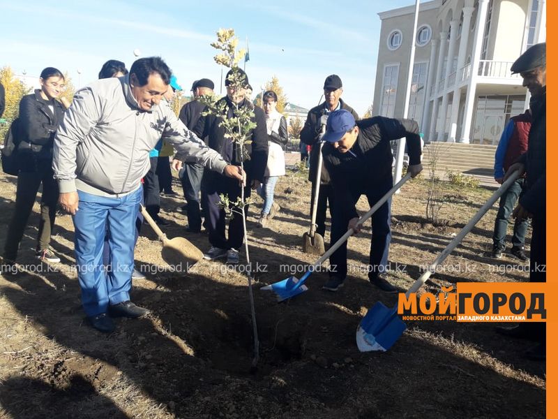 Шесть тысяч деревьев высадят в Уральске до конца года