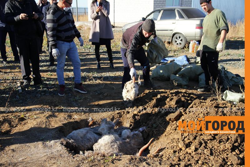 Сайгачьи рога на 75 млн тенге сожгли в Уральске