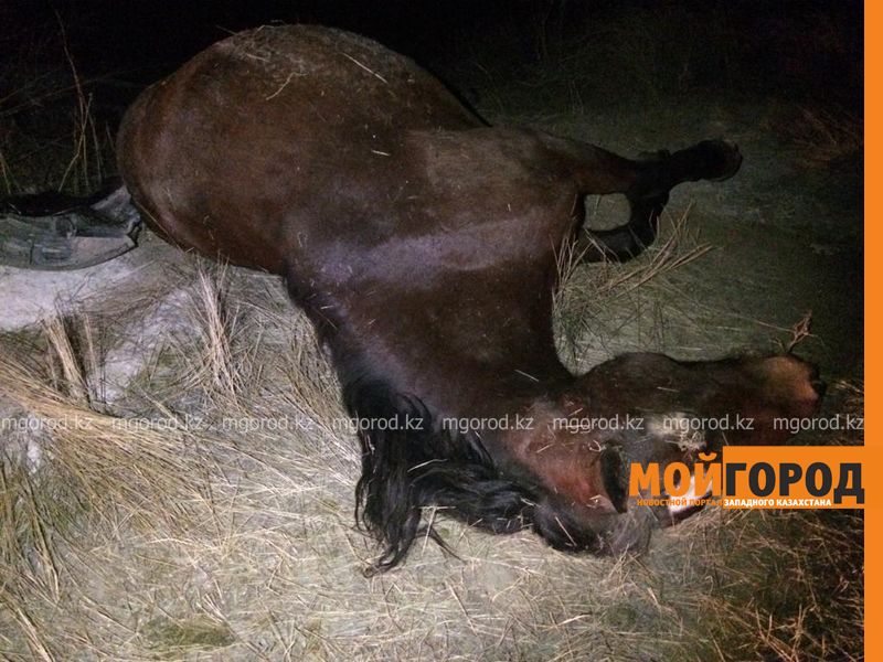 Машина сбила лошадь в ЗКО: один человек погиб