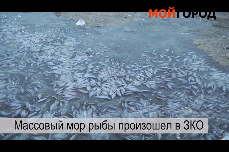 Видеообзор новостей ЗКО за неделю