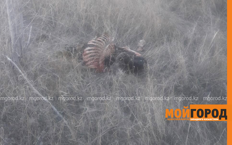 В селе ЗКО загрызли овец