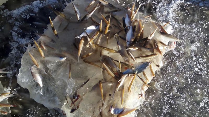 Массовый мор рыбы произошел в ЗКО