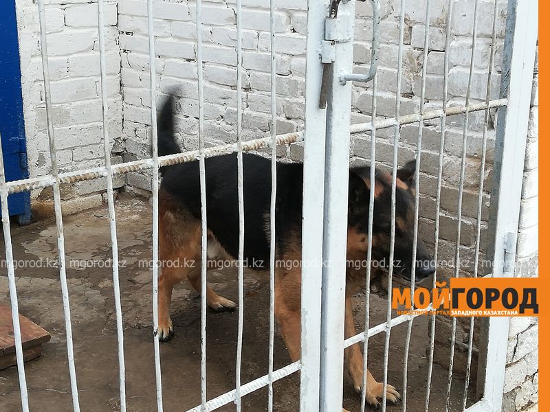 Два убийства в ЗКО раскрыли служебные собаки