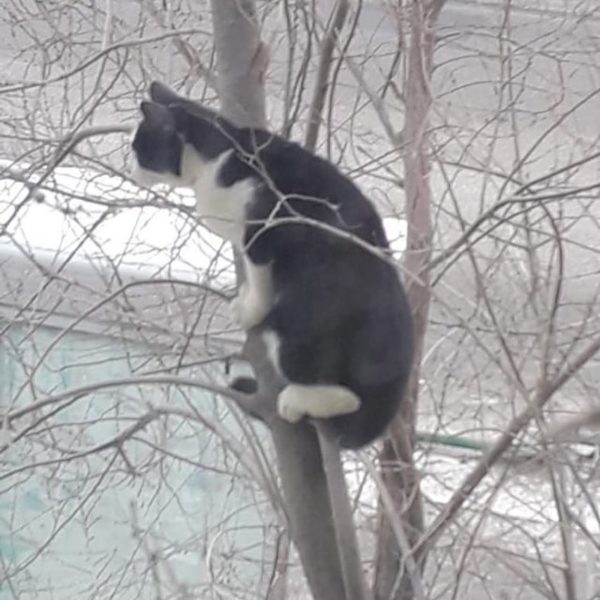 Сотрудники ДЧС сняли с дерева замерзшего котенка