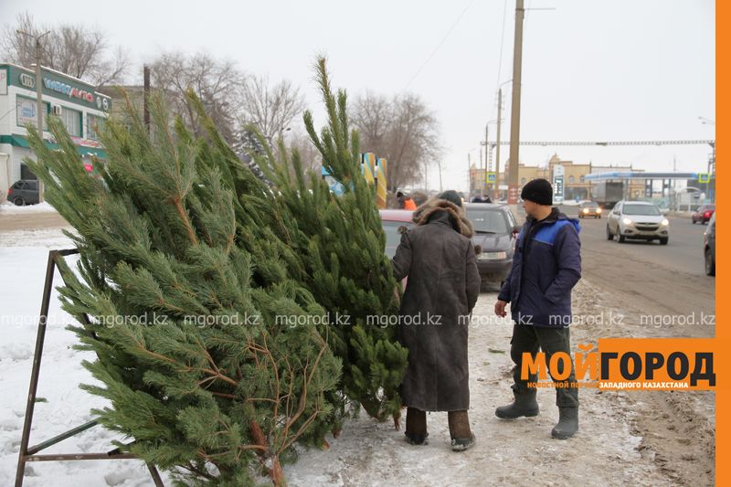 В Уральске установлены места продажи новогодних ёлок