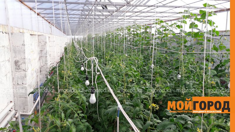 60 крестьянских хозяйств насчитываются в Уральске