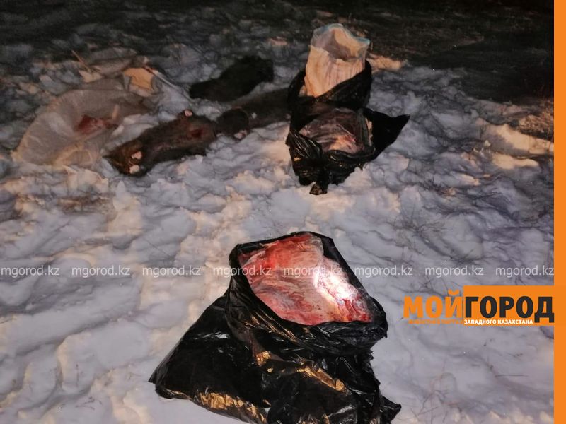 Туши кабанов и головы сайгаков обнаружили в степи сотрудники теринспекции (фото)