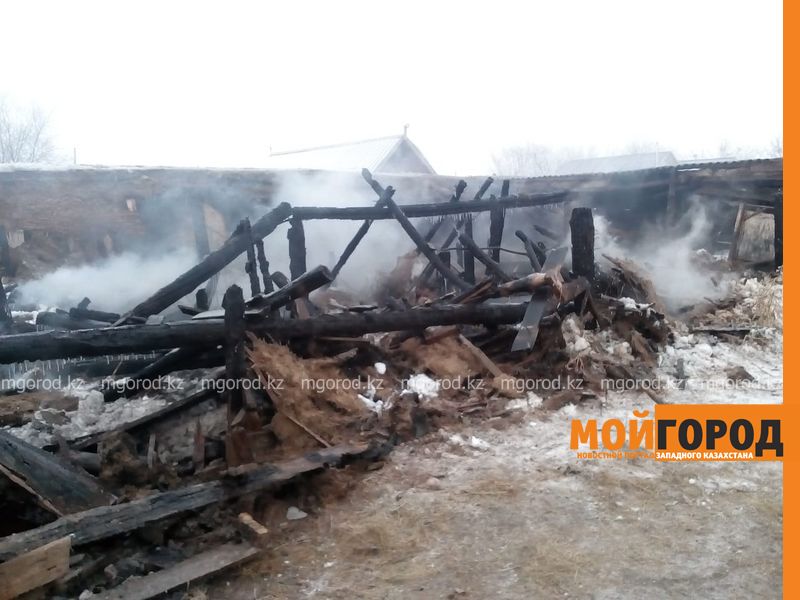 17 голов скота сгорели заживо в ЗКО
