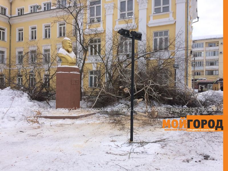 Вырубка деревьев во дворе старейшего вуза Уральска вызвала возмущения