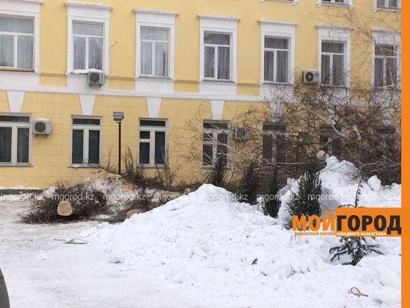 Предписания на вырубку деревьев во дворе вуза мы не давали – ДЧС ЗКО