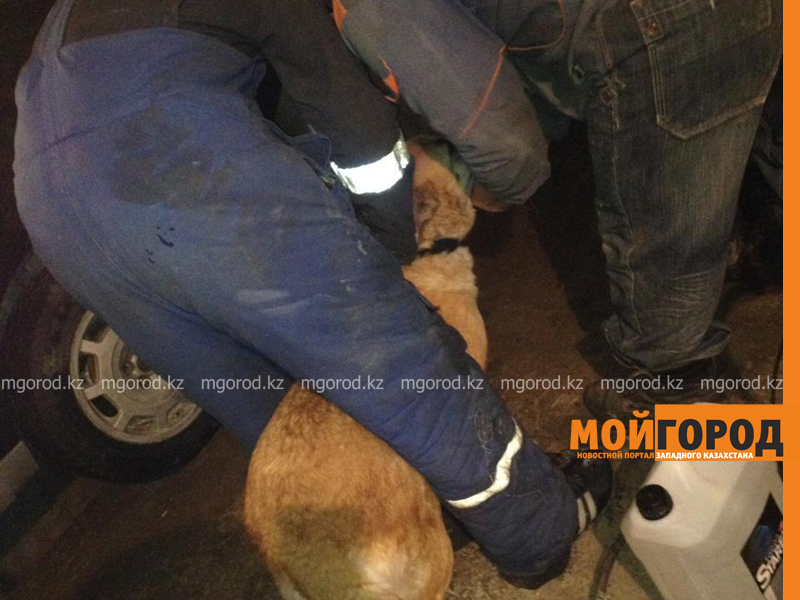Брал собак из приюта и убивал их: уральца подозревают в жестоком обращении с животными