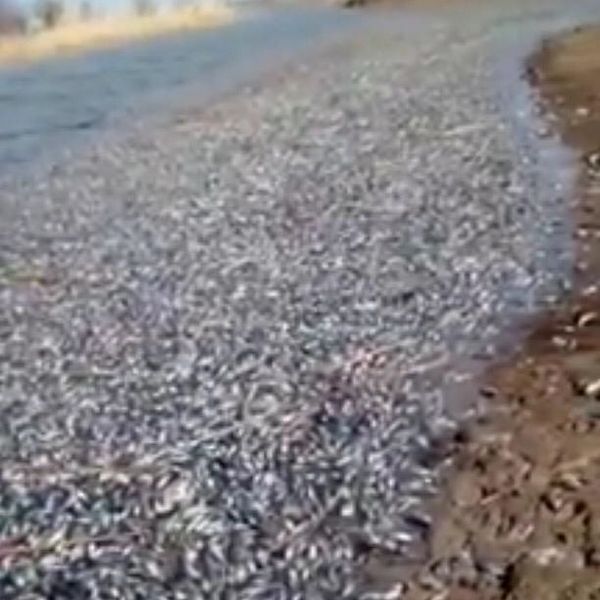 В Атырауской области мертвую рыбу обнаружили в реке Уил