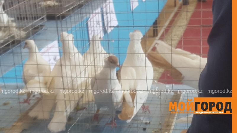 Первая выставка голубей проходит в Атырау